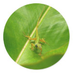 Green Lizard on Green Leaf Classic Round Sticker