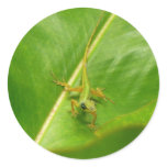 Green Lizard on Green Leaf Classic Round Sticker