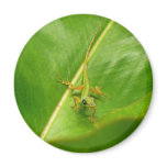 Green Lizard on Green Leaf Magnet