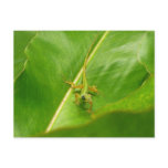 Green Lizard on Green Leaf Postcard