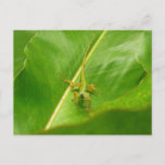 Green Lizard on Green Leaf Postcard