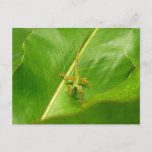Green Lizard on Green Leaf Postcard