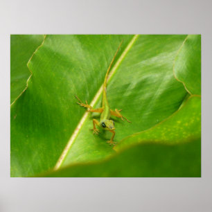 Green Lizard on Green Leaf Poster