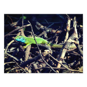 Green Lizard Photo