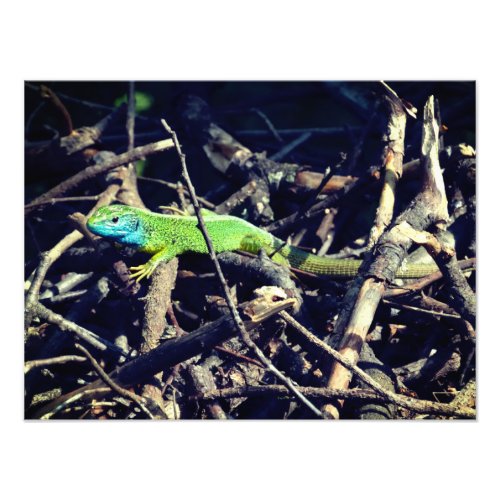 Green Lizard Photo