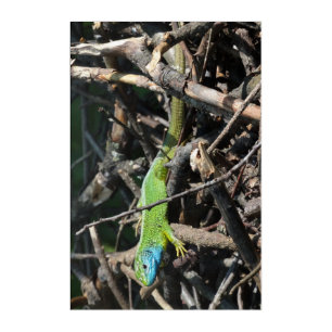 Green Lizard Photo Panel Wall Art
