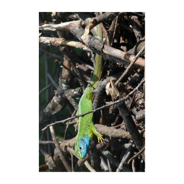 Green Lizard Photo Panel Wall Art (Front)