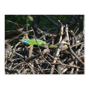 Green Lizard Photo Photo prints