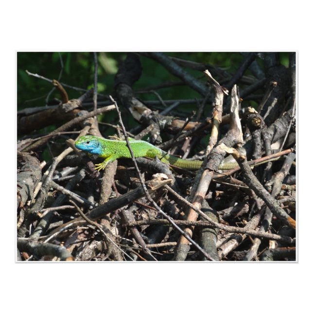 Green Lizard Photo Photo prints (Front)