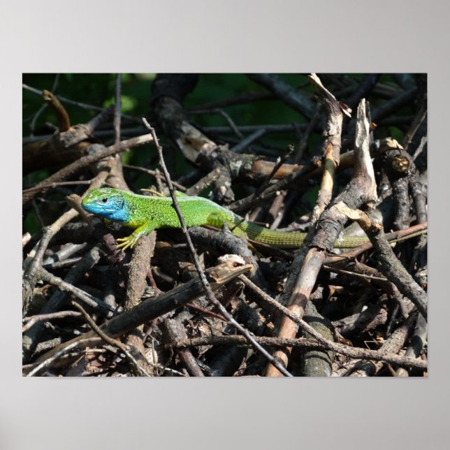Green Lizard Photo Prints (Front)