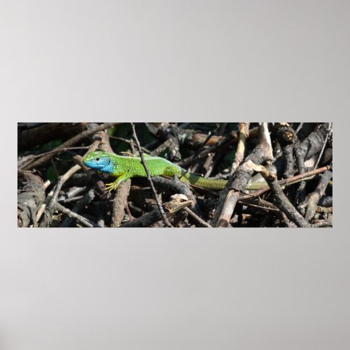 Green Lizard Photo Value Poster Pape