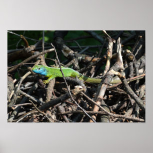 Green Lizard Photo Value Poster Paper
