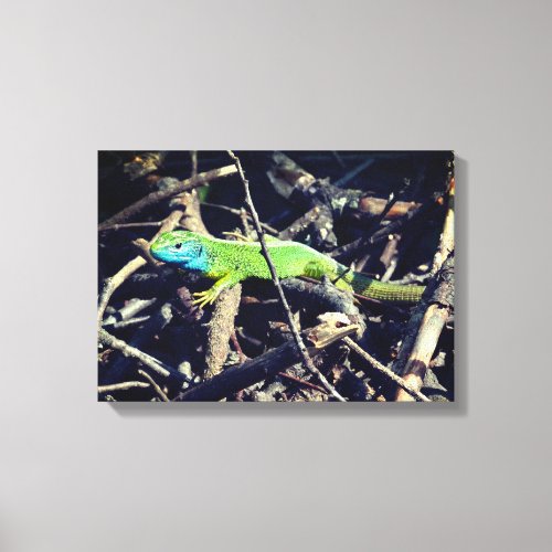 Green Lizard Photo Wrapper Canvas