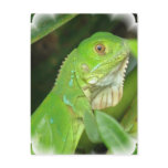 Green Lizard Postcard