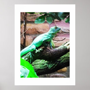 Green lizard poster
