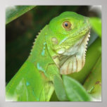Green Lizard Poster Print