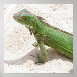 Green Lizard Print