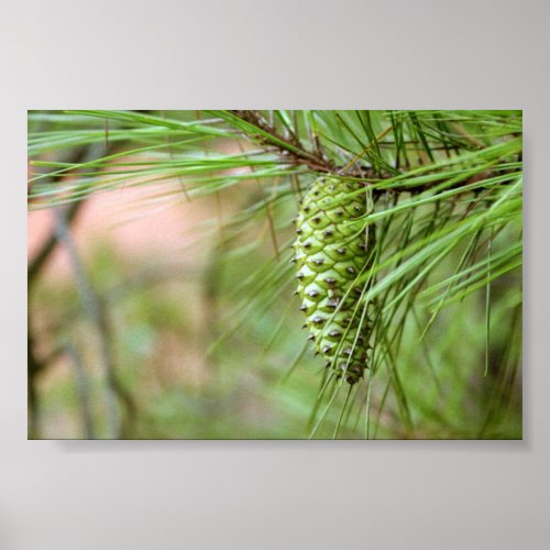 Green Long Leaf Pine Cone Poster