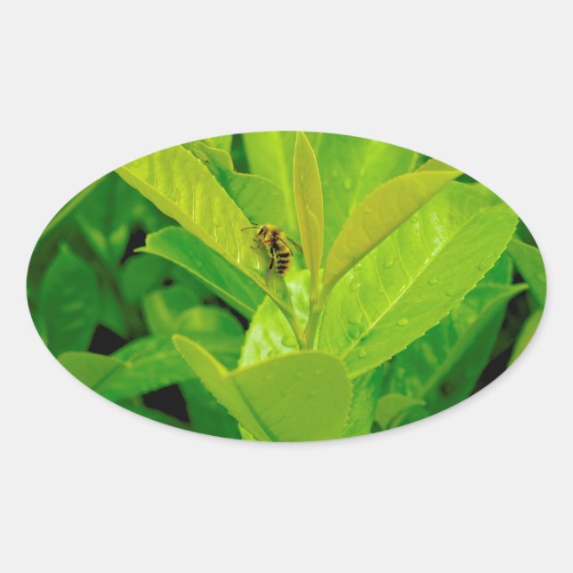 Green Loving  Bee Oval Sticker (Front)