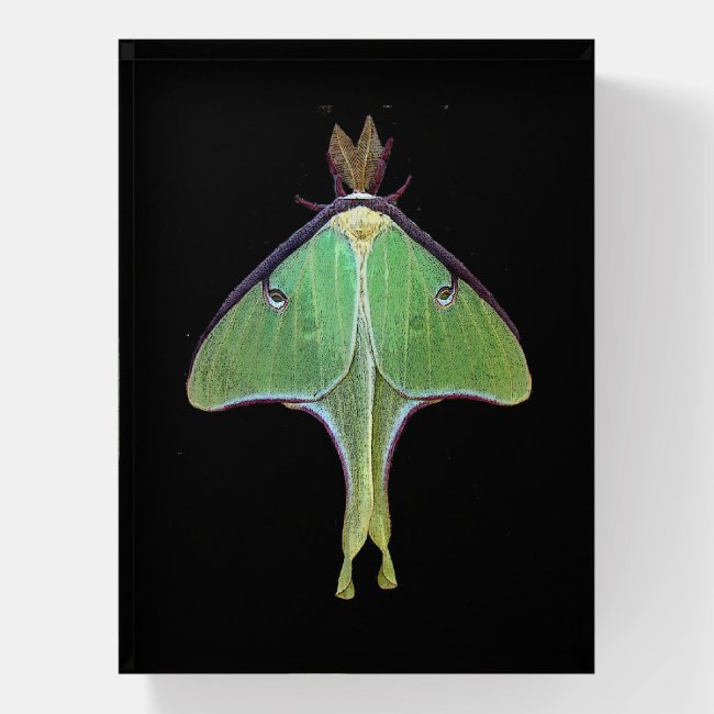 Green Luna Moth Animal Glass Paperweight