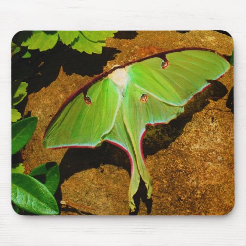 Green Luna moth Mouse Pad