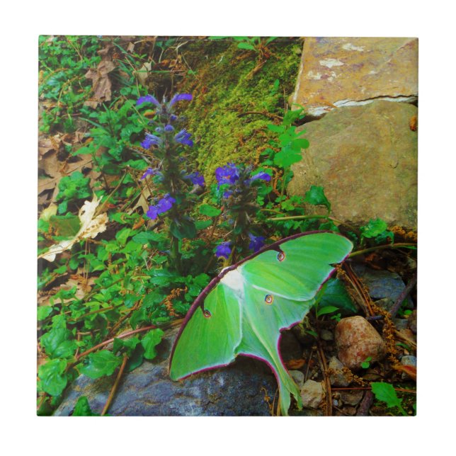 Green Luna moth Tile (Front)