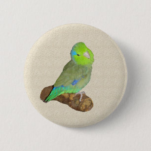 Green male parrotlet pinback button