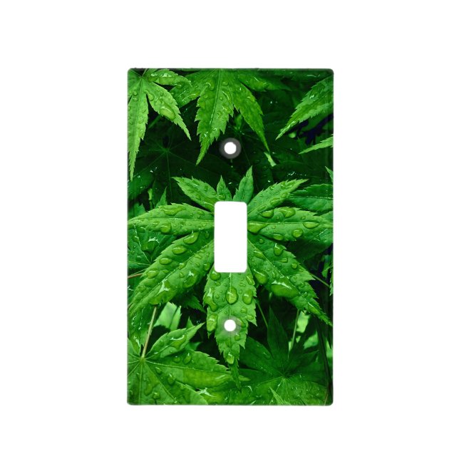 GREEN Maple in Spring Light Switch Cover (Front)