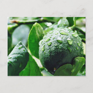 Green Meyer Lemon Postcard