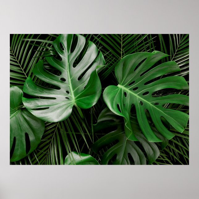 Green monstera leaves and palm leaves poster (Front)
