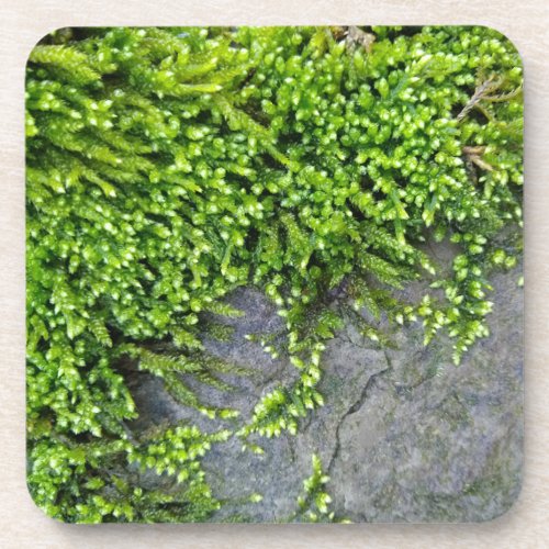 Green moss Entodon seductrix on grey stone Beverage Coaster