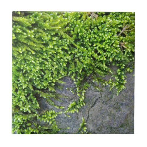 Green moss Entodon seductrix on grey stone Ceramic Tile