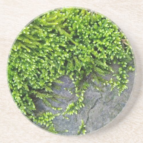 Green moss Entodon seductrix on grey stone Coaster