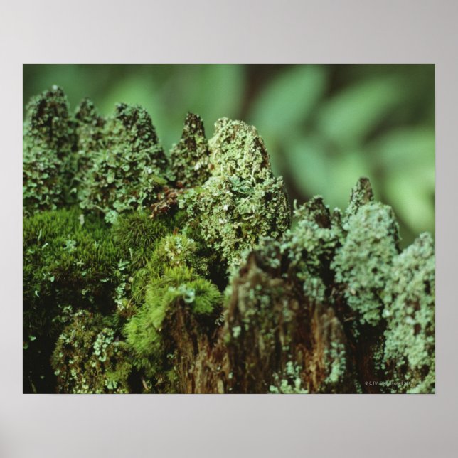 Green moss poster (Front)