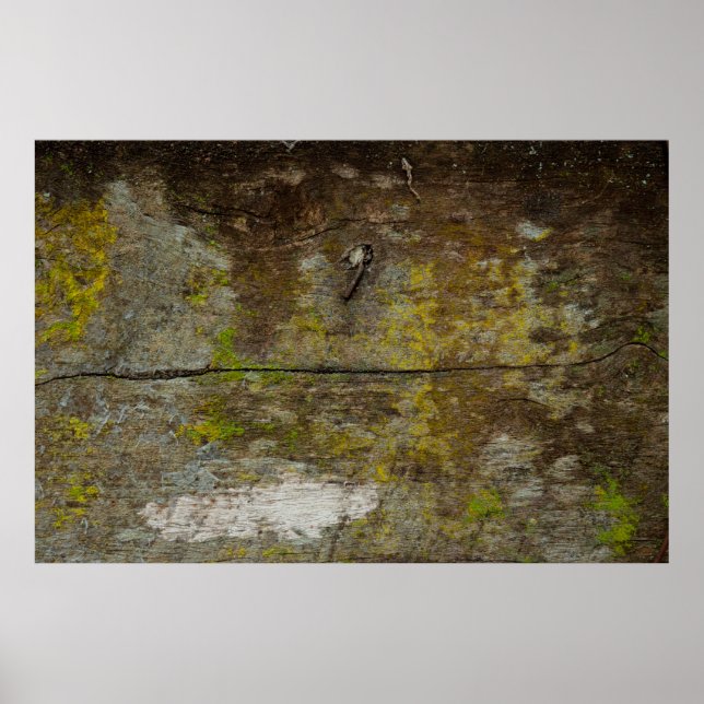 Green moss texture and background. abstract, alive poster (Front)
