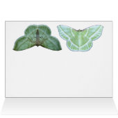 Green Moth ~ card (Inside Horizontal (Top))