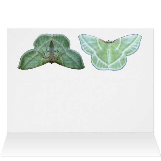 Green Moth ~ card (Inside Horizontal (Top))