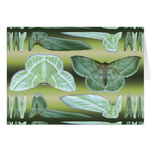 Green Moth ~ card (Front Horizontal)