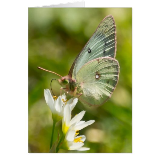 Green Moth on False Garlic Apparel and Gifts (Front)