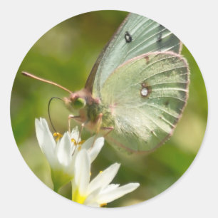 Green Moth on False Garlic Apparel and Gifts Classic Round Sticker