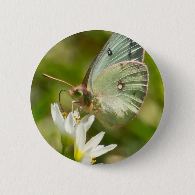 Green Moth on False Garlic Apparel and Gifts Pinback Button (Front)
