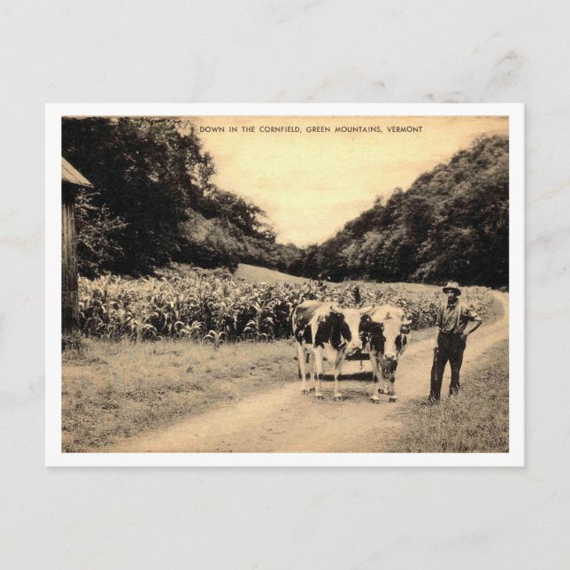 Green Mountains Vermont, Farmer, Cows, Cornfield  Postcard (Front)