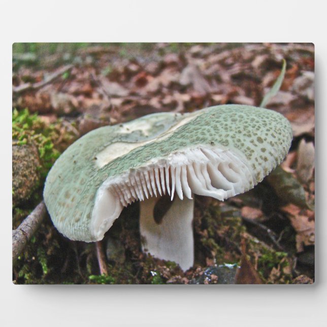 Green Mushroom - Russula crusosa Plaque (Front)