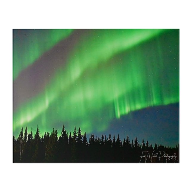 green northern lights over a spruce treeline acrylic print (Front)