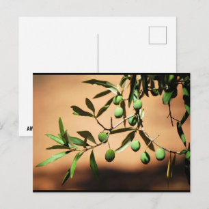 Green Olives on Branch Postcard