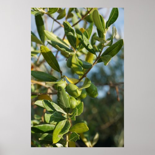 green olives on tree poster