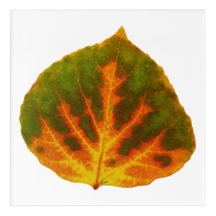Green Orange & Yellow Aspen Leaf #1 Acrylic Print