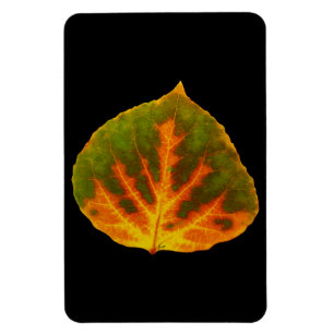Green Orange & Yellow Aspen Leaf #1 Magnet