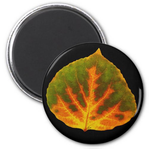 Green Orange  Yellow Aspen Leaf 1 Magnet