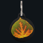 Green Orange & Yellow Aspen Leaf #1 Pet Name Tag<br><div class="desc">My painting of an aspen leaf in green,  orange,  and yellow of fall! 
Customize the back with your name & phone number!</div>